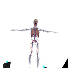 VR Anatomy Screenshot 4